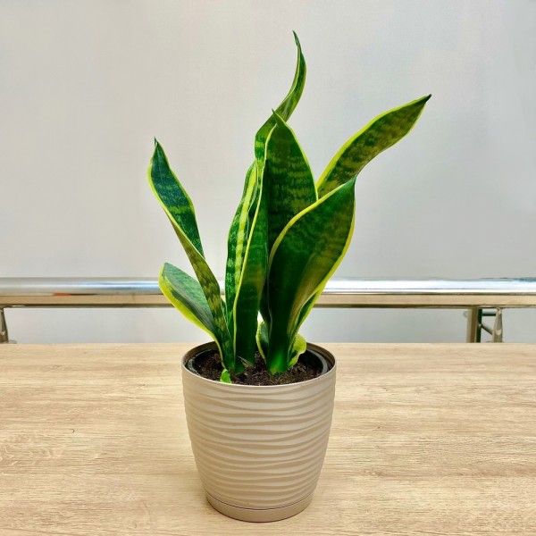 Сансевиерия Лауренти