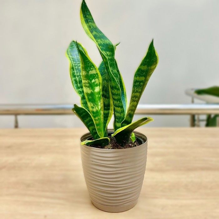 Сансевиерия Лауренти