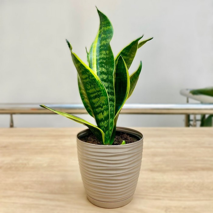 Сансевиерия Лауренти