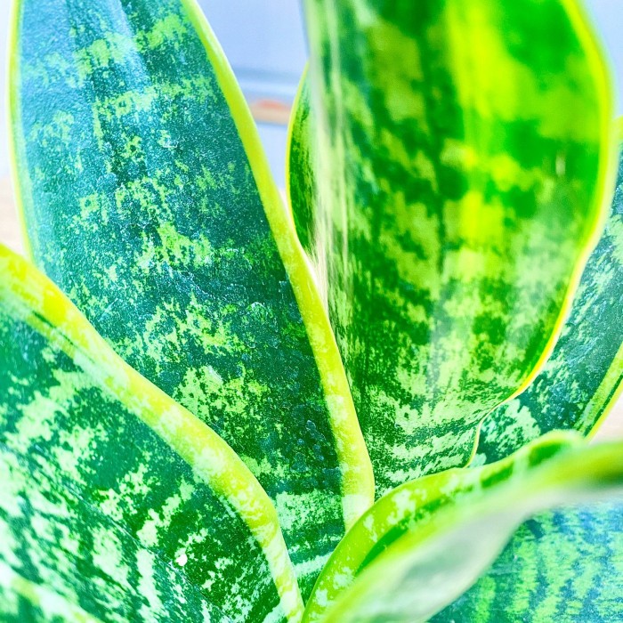 Сансевиерия Лауренти