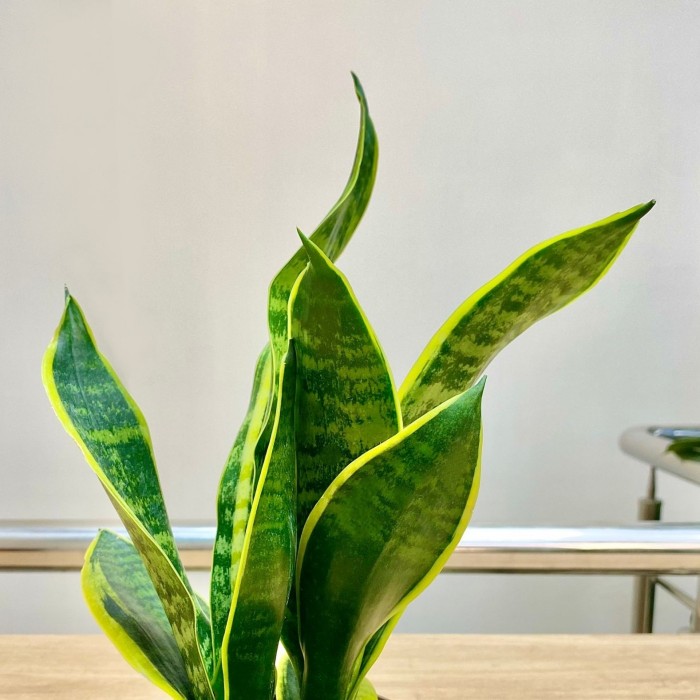 Сансевиерия Лауренти