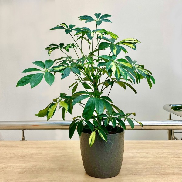 Шеффлера Герда