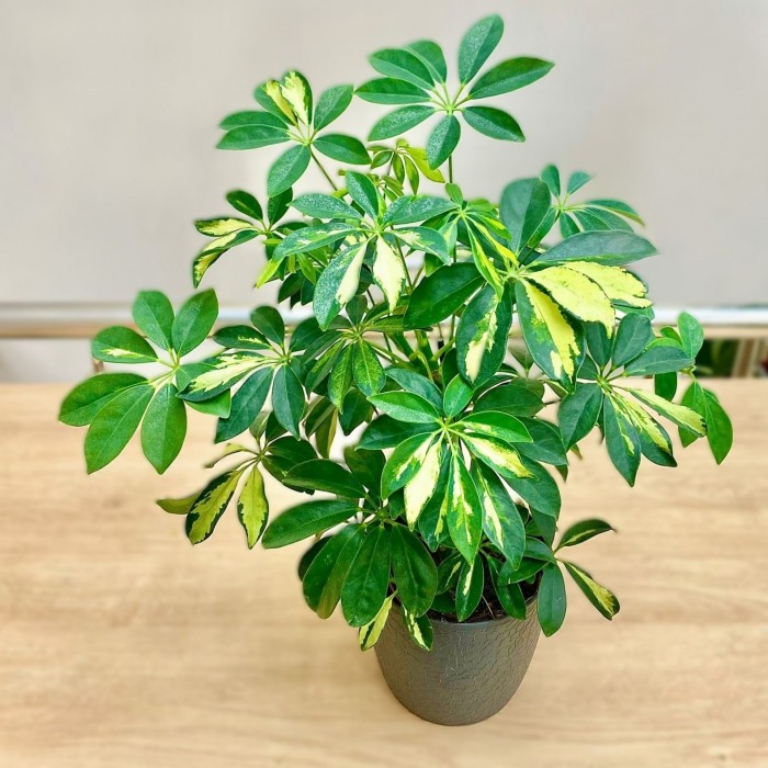 Шеффлера Герда