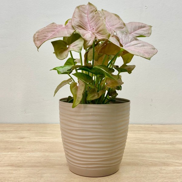 Сингониум ножколистный Неон