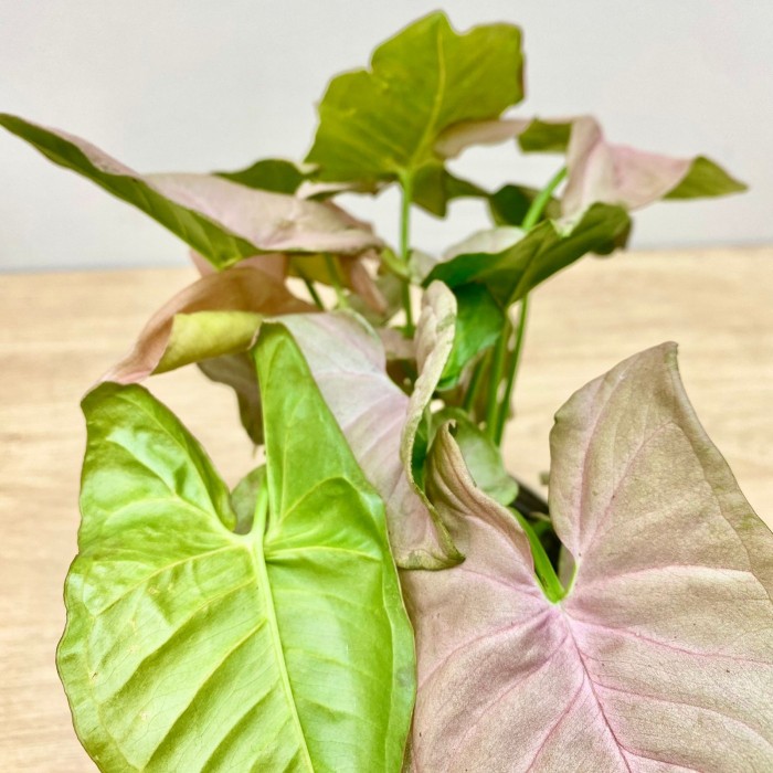 Сингониум ножколистный Неон