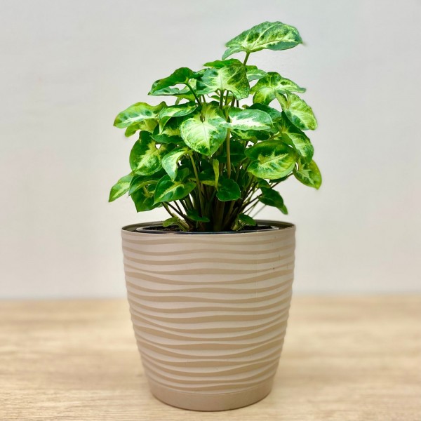 Сингониум ножколистный Пикси