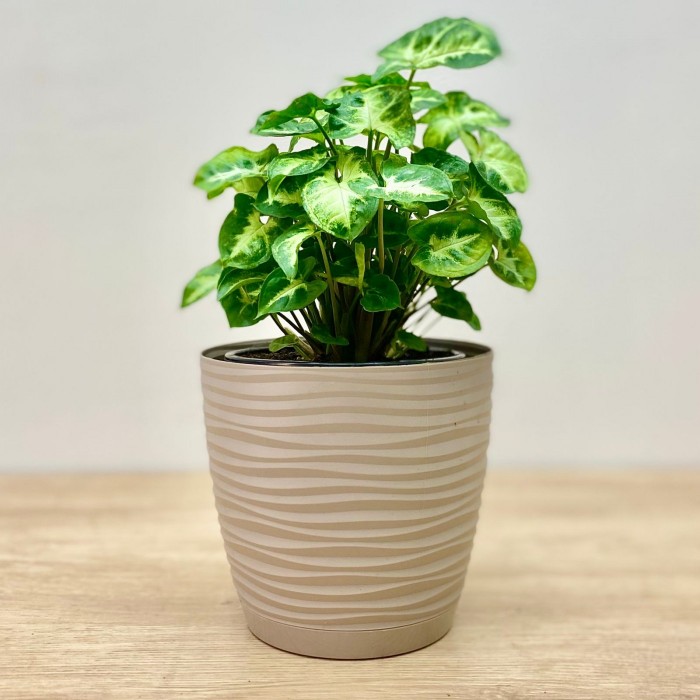 Сингониум ножколистный Пикси