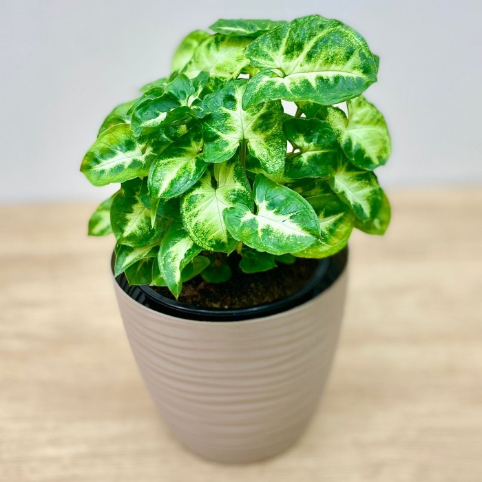 Сингониум ножколистный Пикси