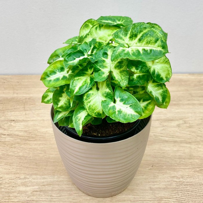 Сингониум ножколистный Пикси