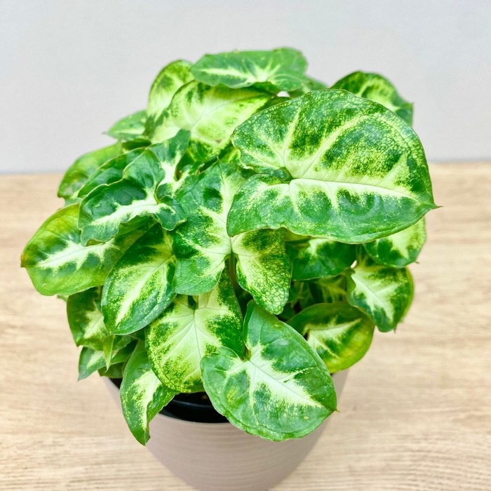 Сингониум ножколистный Пикси