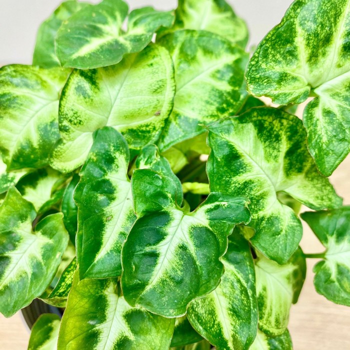 Сингониум ножколистный Пикси