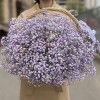 Сиреневая гипсофила в корзине