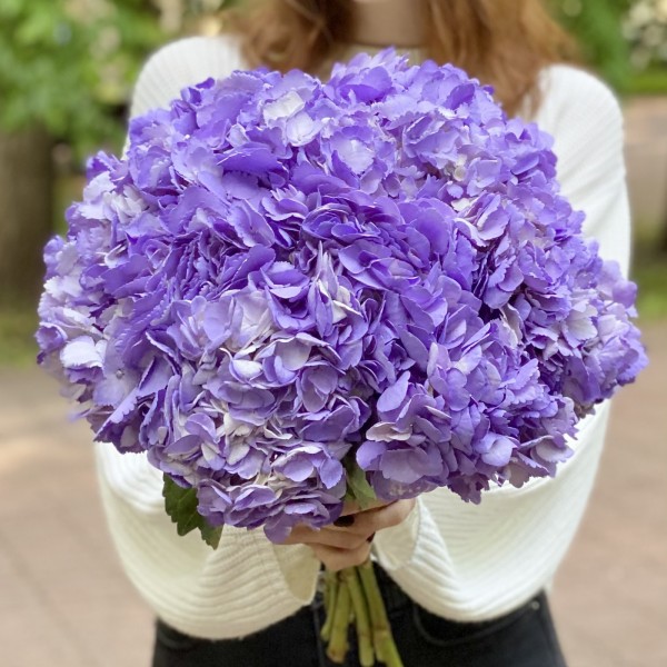 Сиреневая гортензия