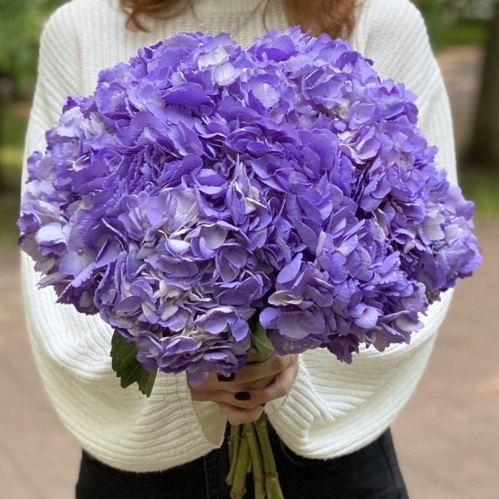 Сиреневая гортензия