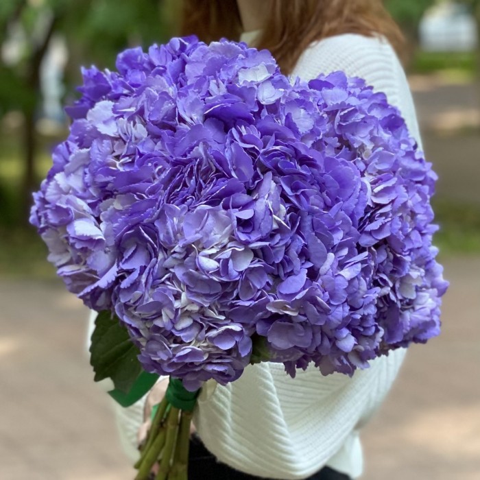 Сиреневая гортензия