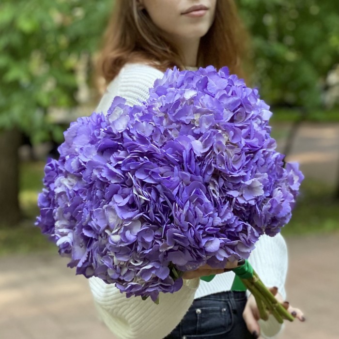 Сиреневая гортензия