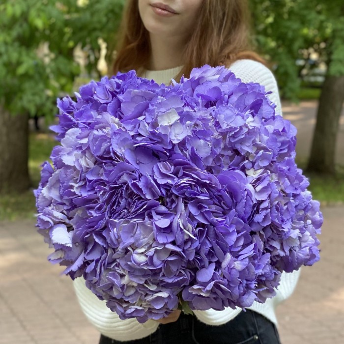 Сиреневая гортензия