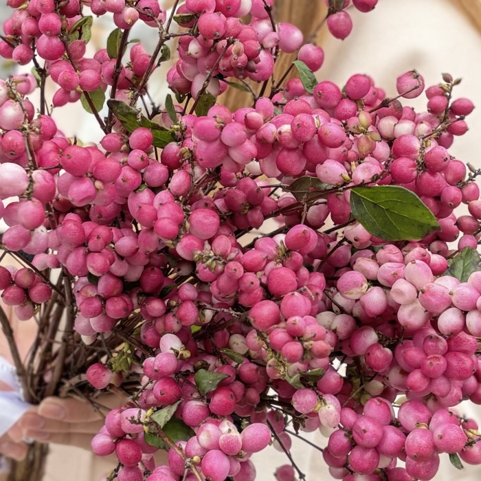 Снежноягодник розовый