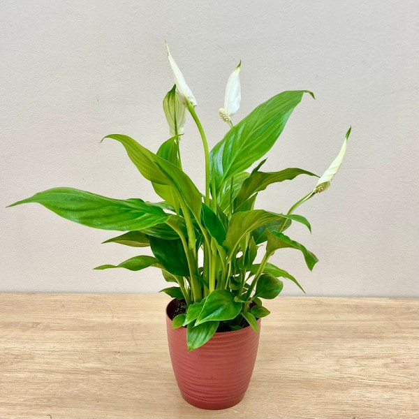 Спатифиллум мини