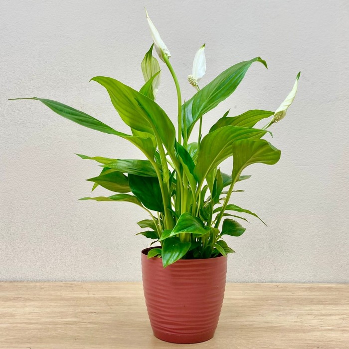 Спатифиллум мини