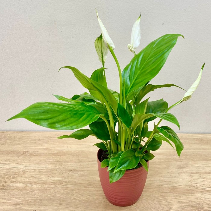 Спатифиллум мини