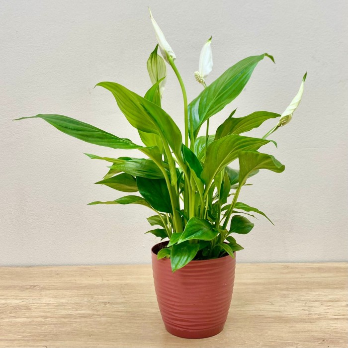 Спатифиллум мини