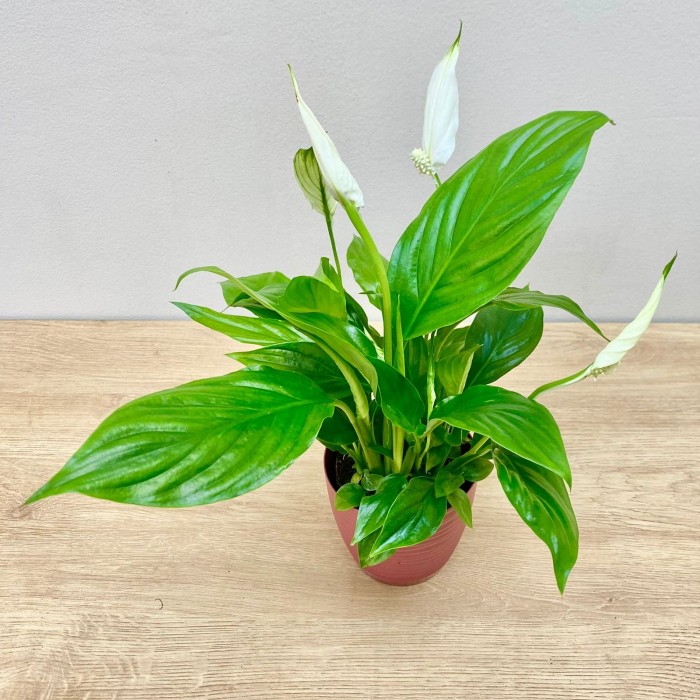 Спатифиллум мини