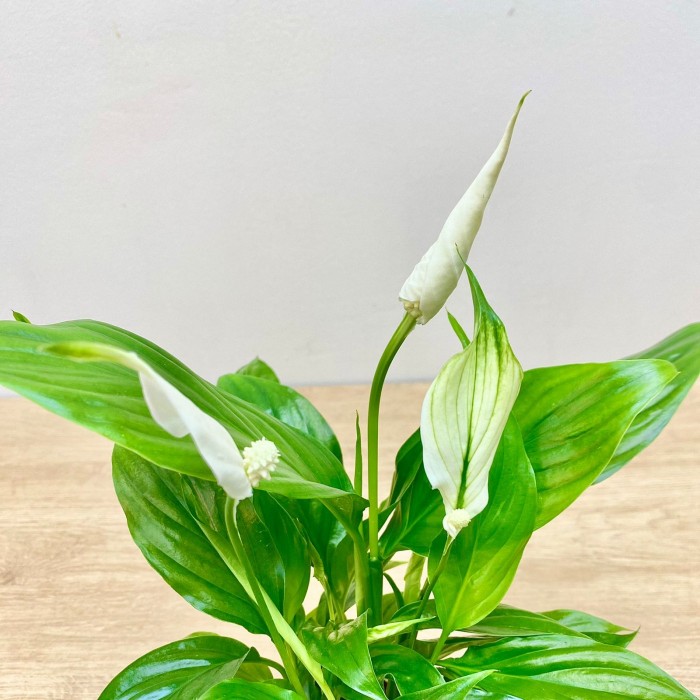 Спатифиллум мини