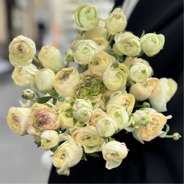 Светло-жёлтый ранункулюс