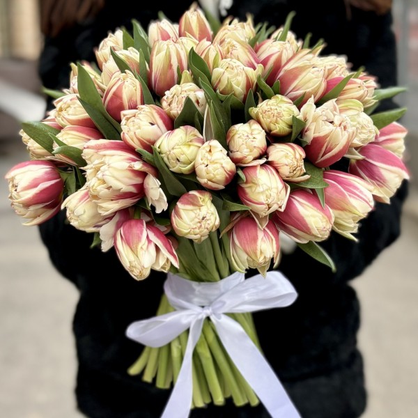 Тюльпан пионовидный красно-белый Вермонт