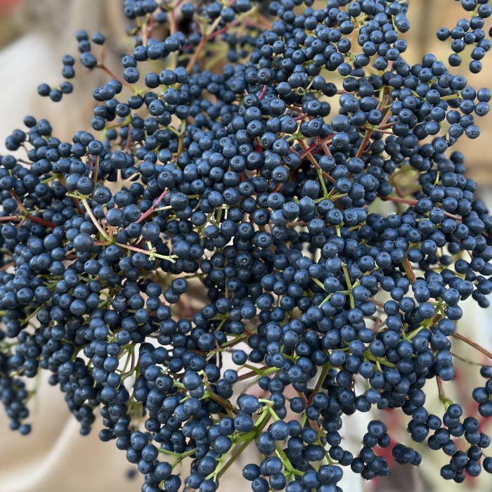 Вибурнум Дарк блю