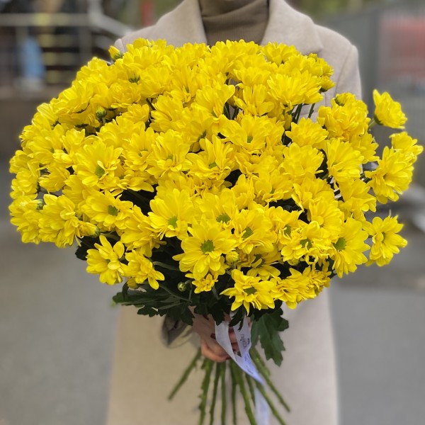 Желтая кустовая хризантема Бакарди