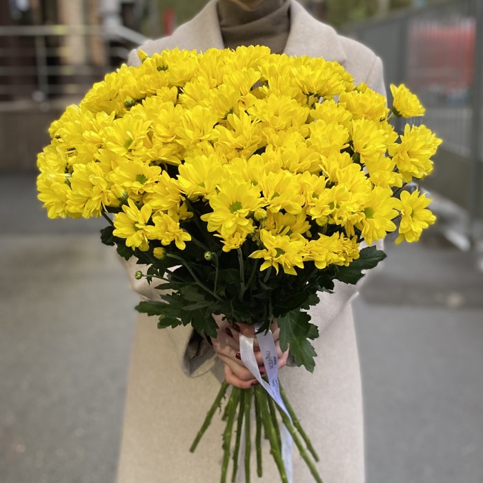 Желтая кустовая хризантема Бакарди