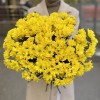 Желтая кустовая хризантема Бакарди