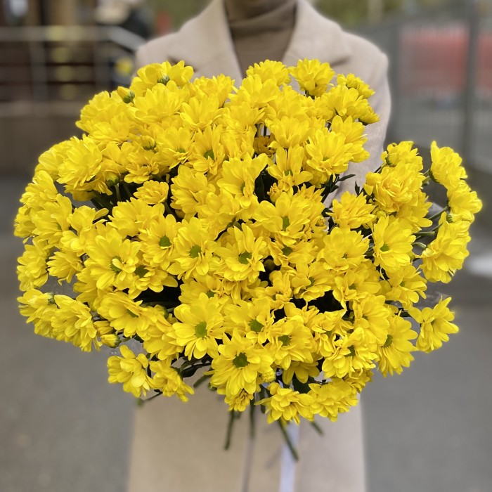 Желтая кустовая хризантема Бакарди