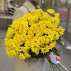 Желтая кустовая хризантема Бакарди