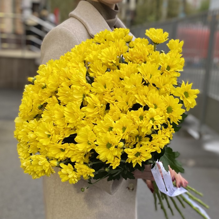 Желтая кустовая хризантема Бакарди