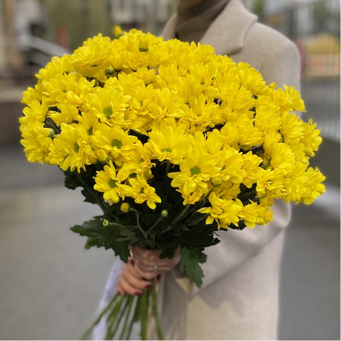 Желтая кустовая хризантема Бакарди