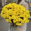 Желтая кустовая хризантема Бакарди