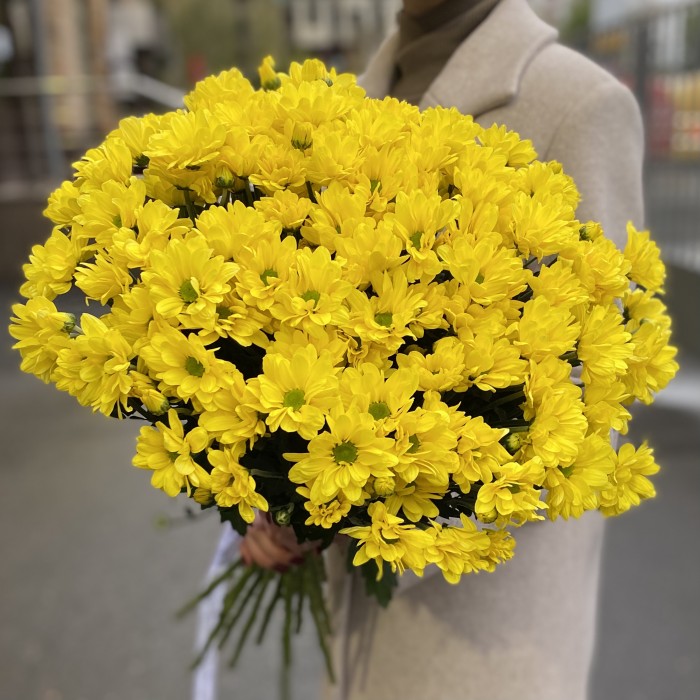 Желтая кустовая хризантема Бакарди