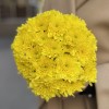 Желтые кустовые хризантемы в коробке Балтика