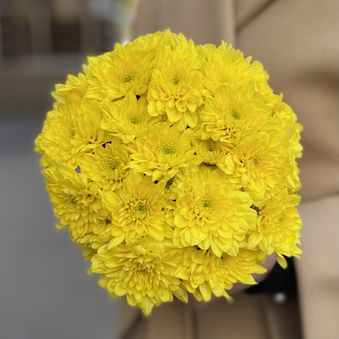 Желтые кустовые хризантемы в коробке Балтика