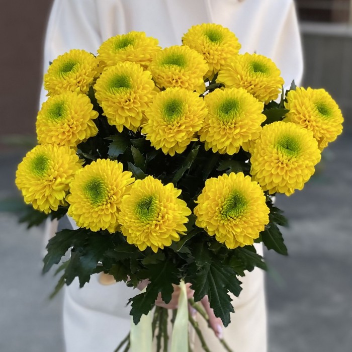 Жёлтые хризантемы Помпон