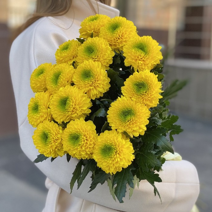 Жёлтые хризантемы Помпон
