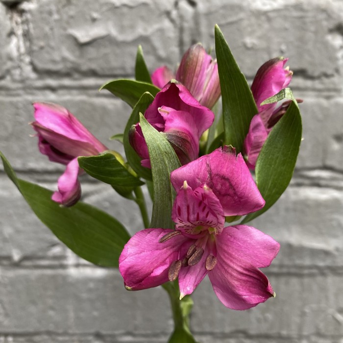 Букет малиновых альстромерий