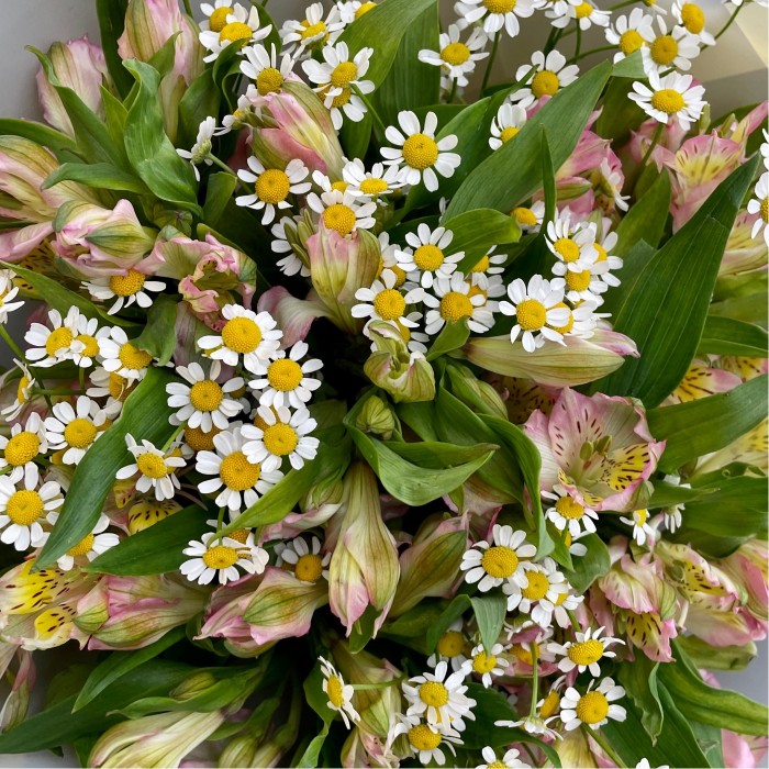 Альстромерии с ромашкой