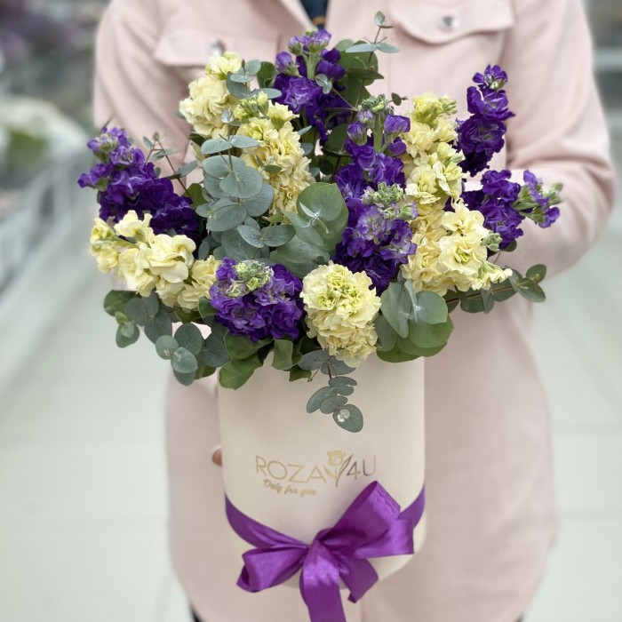 Микс фиолетовых и кремовых маттиол в коробке