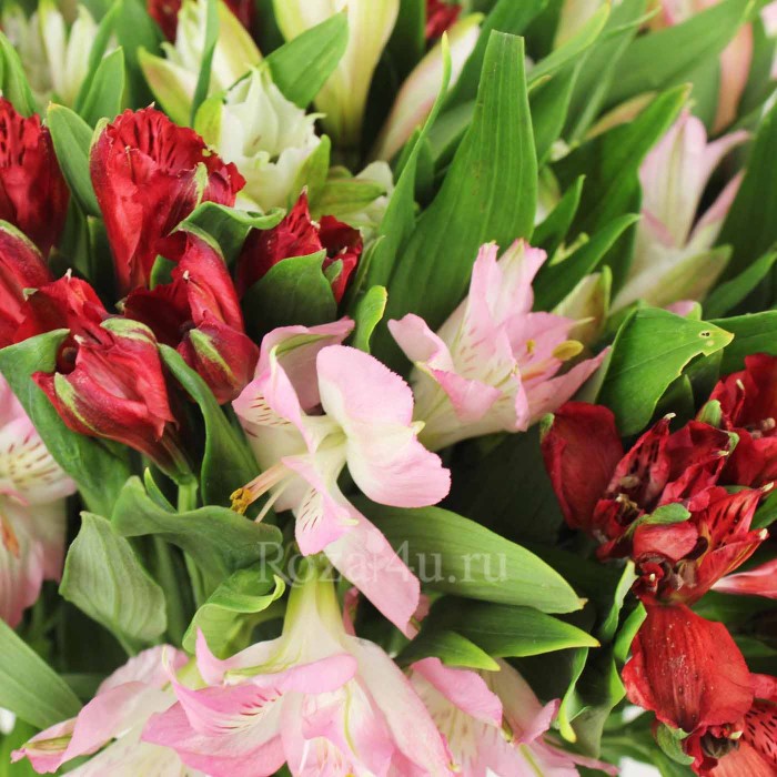 Букет альстромерия микс