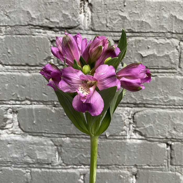 Альстромерия сиреневая