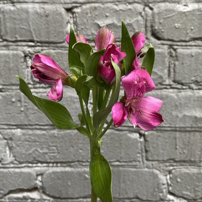 Альстромерия темно-фиолетовая